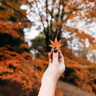 Colores de la Temporada Otoño Invierno 2025
